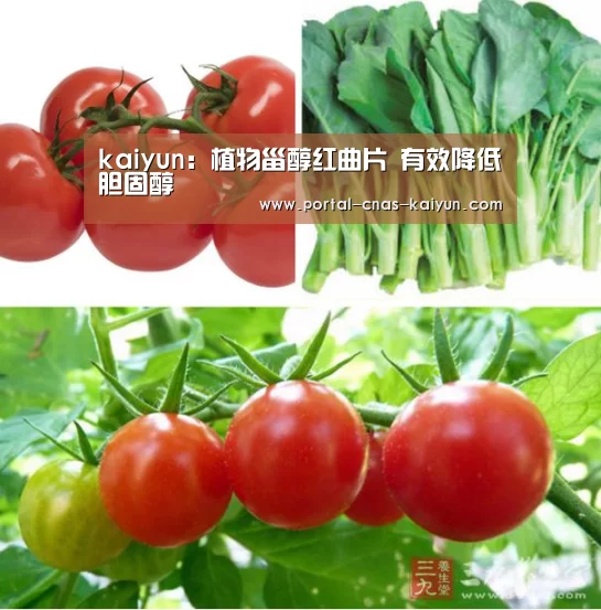 kaiyun：植物甾醇红曲片 有效降低胆固醇